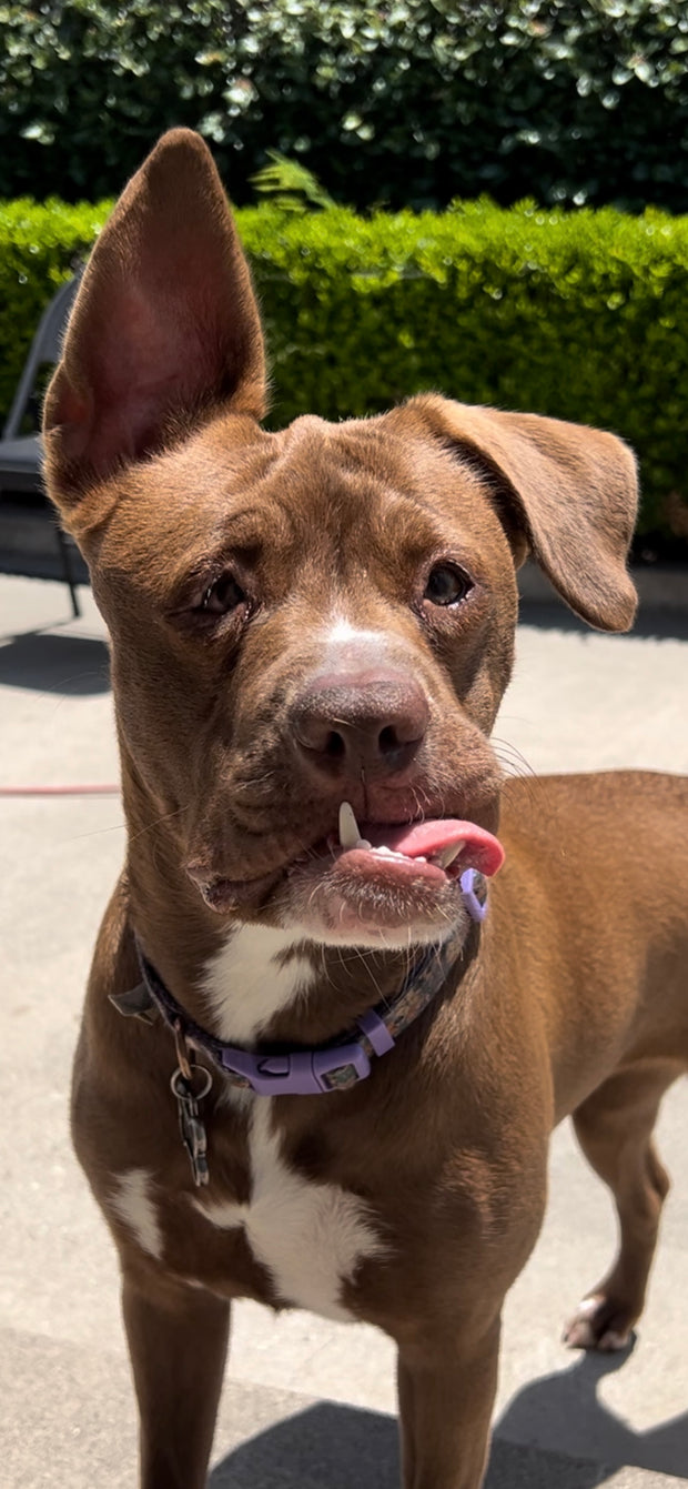 Terrier Puppy Jack Terrier Pitbull Mix Lab Jack Russell Red Nose