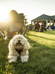 Moppet dog at outdoor concert in a park