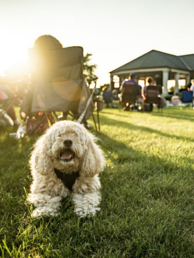 Moppet dog at outdoor concert in a park