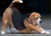 Stretching beagle with butt up in the air  like yoga downward facing dog position