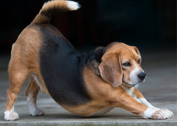 Stretching beagle with butt up in the air  like yoga downward facing dog position