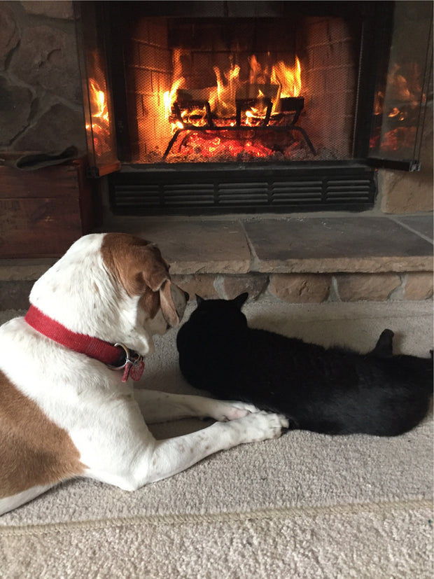 Dog & cat laying in front of flickering fire