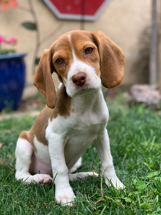 Picture of beagle puppy named Coconut