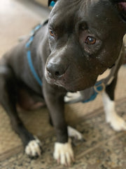 The adorable Penny, a black & white Staffy dog. 