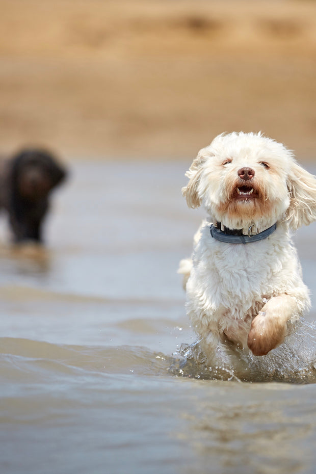 Sandy Paws